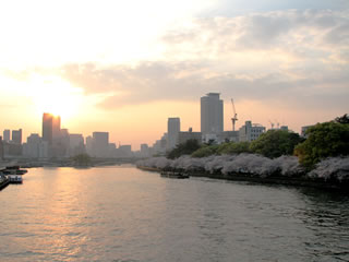 夕方の天満橋より大川沿いの桜と夕日