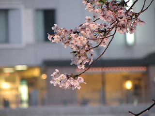 ほんわりとライトに照らされた桜
